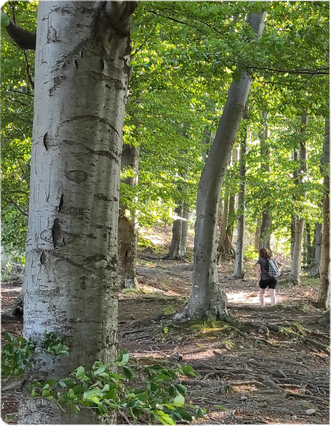 A walk through the forest